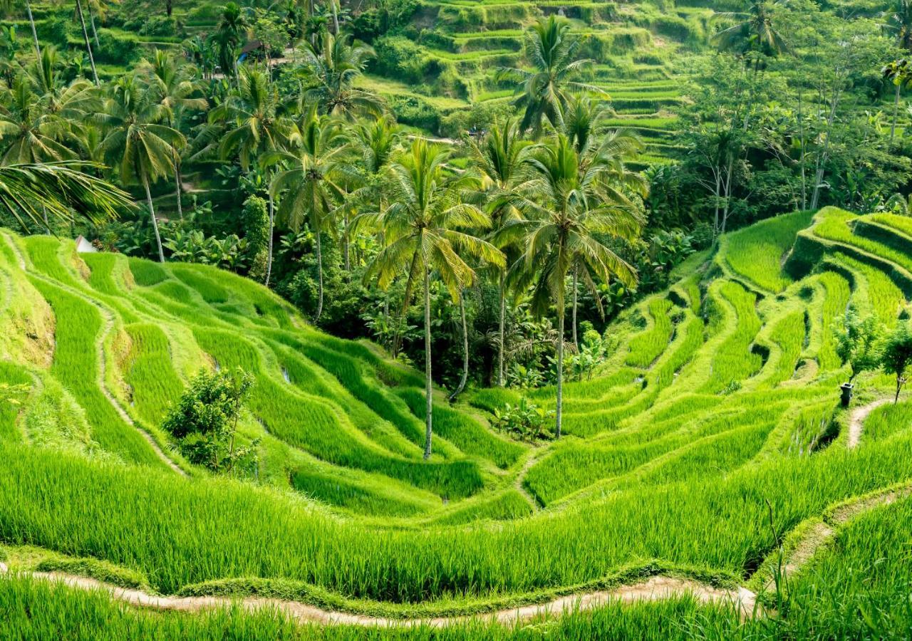 Capung Asri Eco Luxury Resort With Private Pool Villas Bedahulu ภายนอก รูปภาพ
